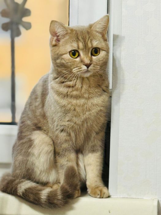 Отдам в хорошие руки