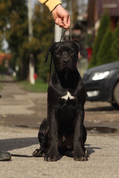 Mascul cane corso- 5 luni cu pedigree