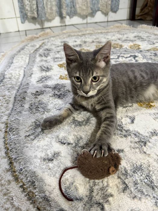 Котенок бесплатно даром