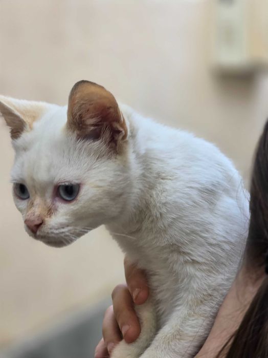 Малыш ищет дом! Тайский Ред поинт(4 месяца)