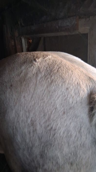 Cal de vanzare detali la telefon