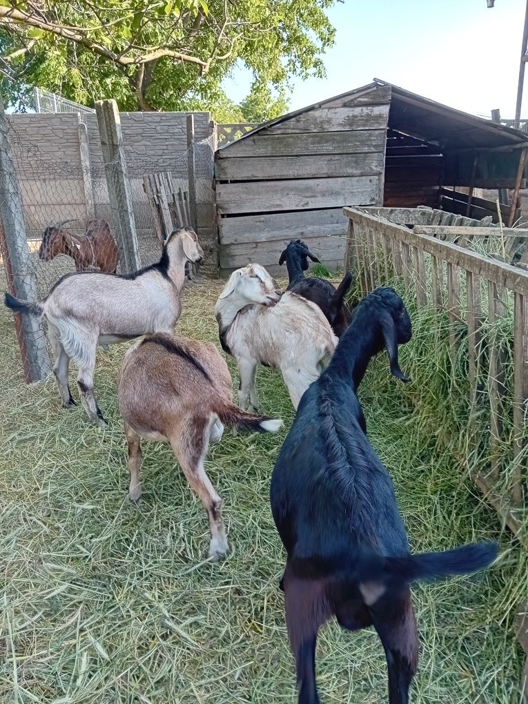 Tapusori Anglonubiane de vanzare