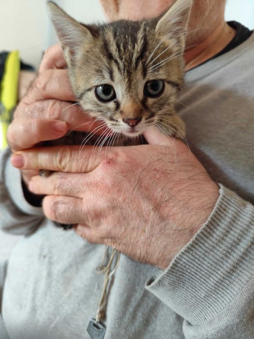 Подарявам коте на 3 месеца