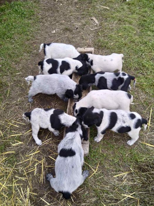 Продавам малки дратхарчета