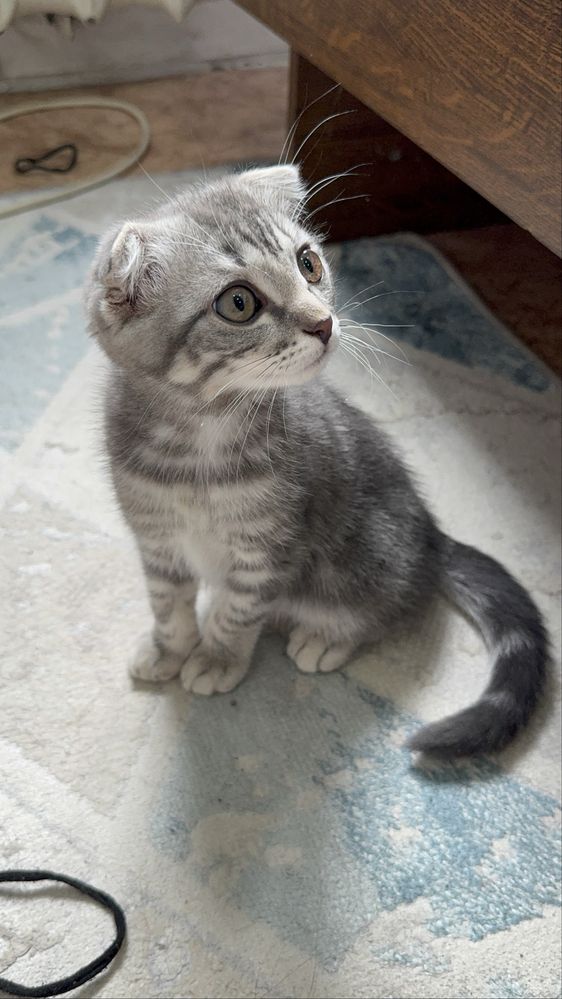 Кот пародистый веслоухий