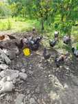 Vând găini australorp alb, wyandotte, mixte