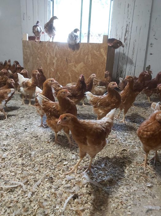 Puicute ouatoare /pui gaina rasa oua / pui albi de carne/găini outoare