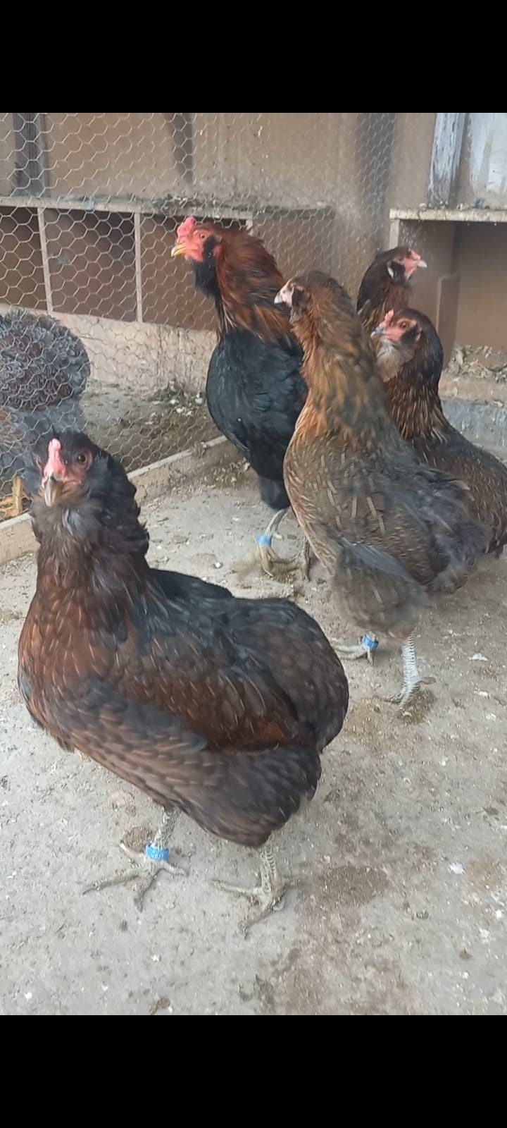 Vând Familie Gaini Araucana