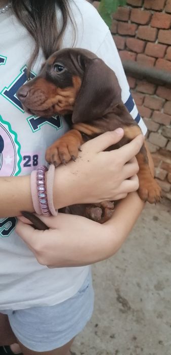 Cățel teckel ciocolatiu