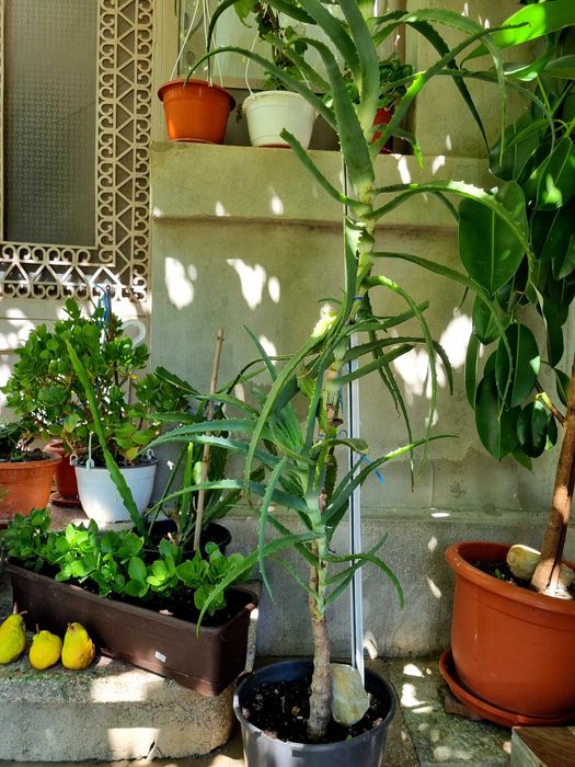 Vand Aloe Vera, vechime peste 15 ani