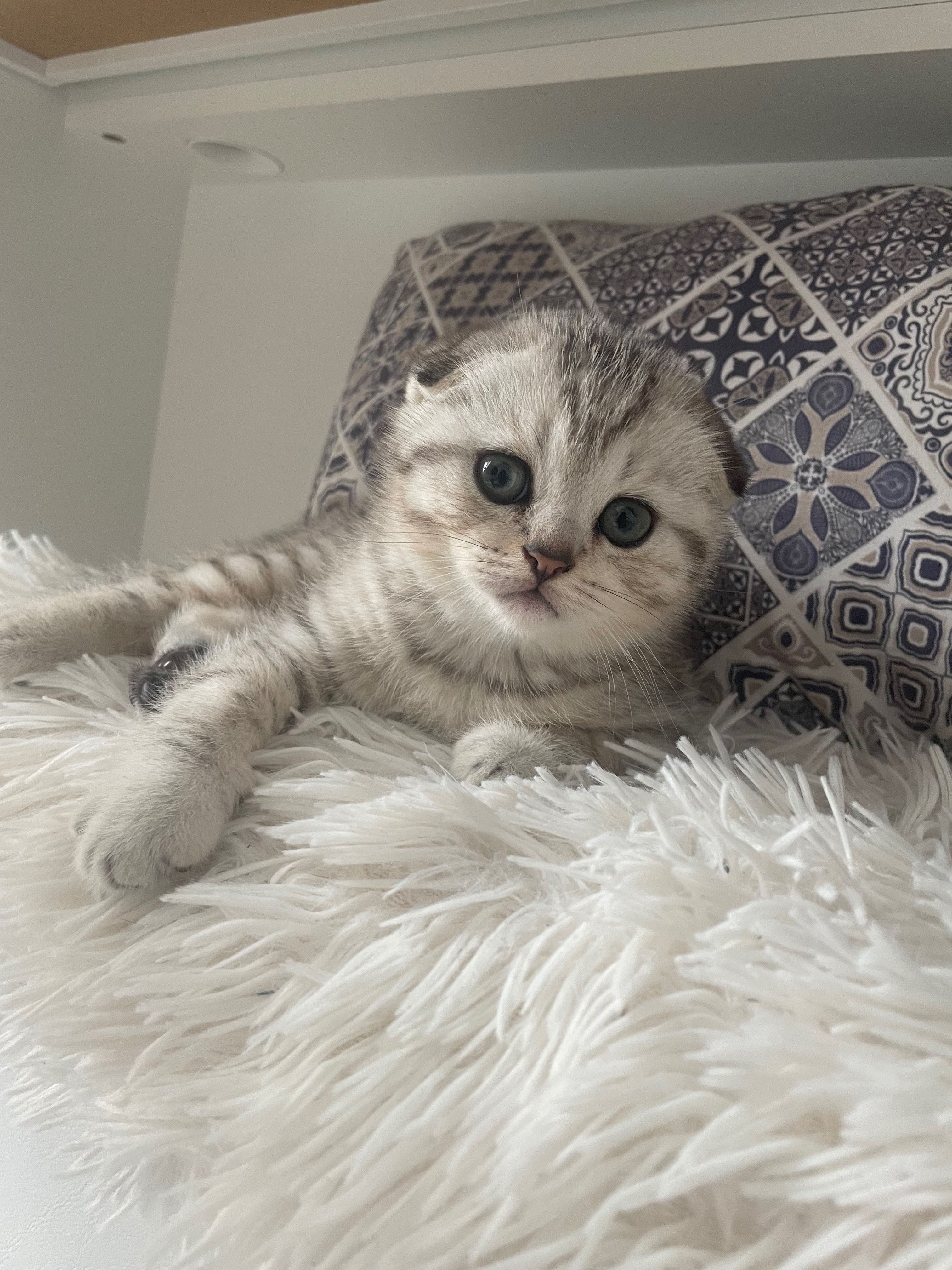 Шотландски клепоухи котенца