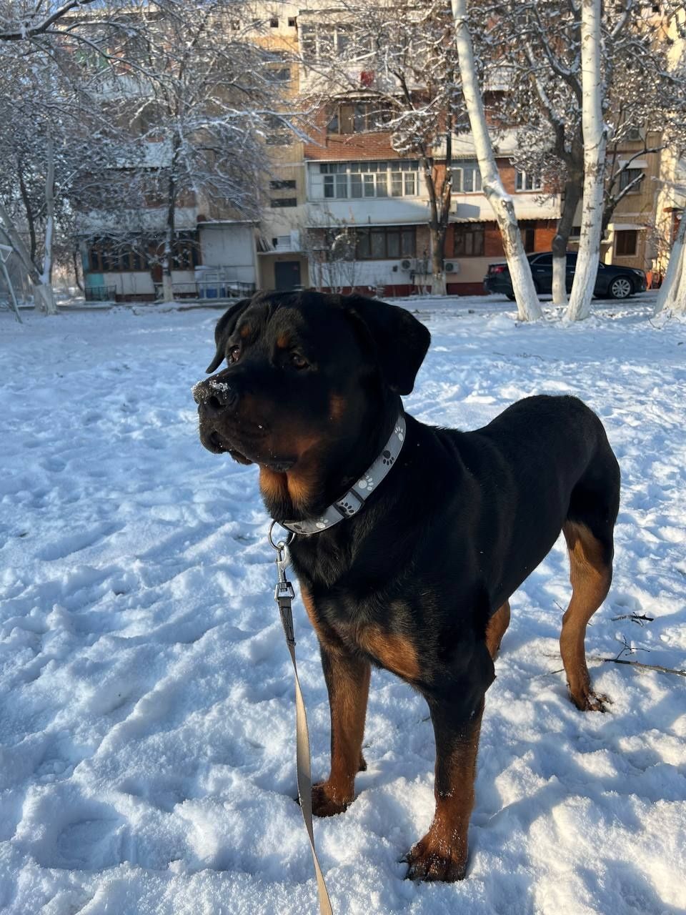 Продаются .щенки .ротвейлера