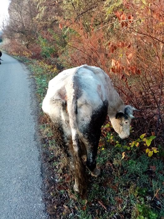 Vand vaca cu lapte,metis belga
