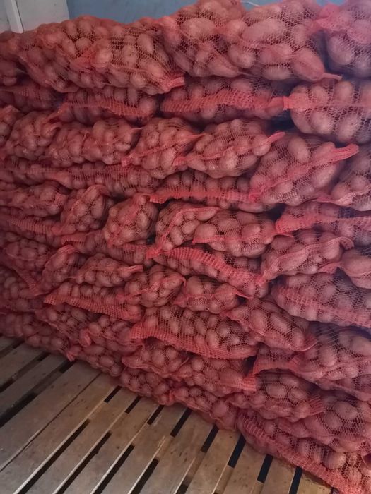 Cartofi roși consum la sac de 10 kg