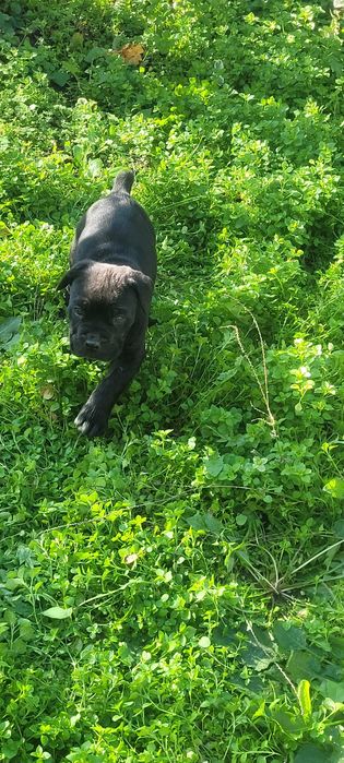 Продавам бибета Кане Корсо.