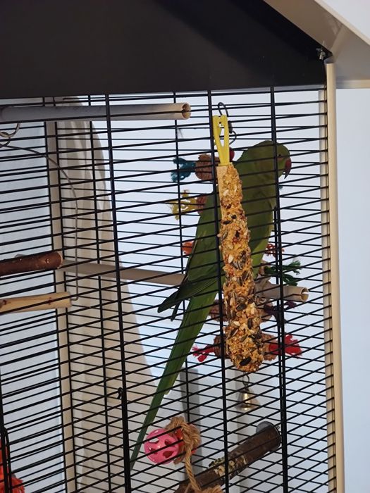 Papagal Micul Alexandru (Indian Ringneck)