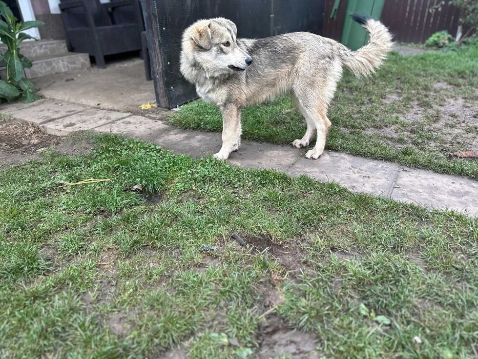 Adopție cățelușa tânără și mama ei