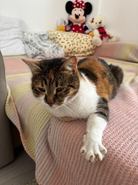 Adoptie pisicuta blanda si iubitoare