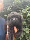 Caniche-Pudel Toy fetita cu carnet de sanatate