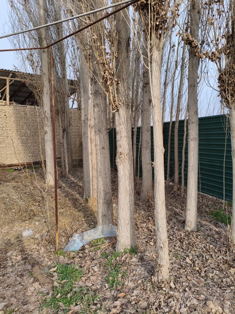 Тераклар бор 10 йиллик 10 млн 22 та