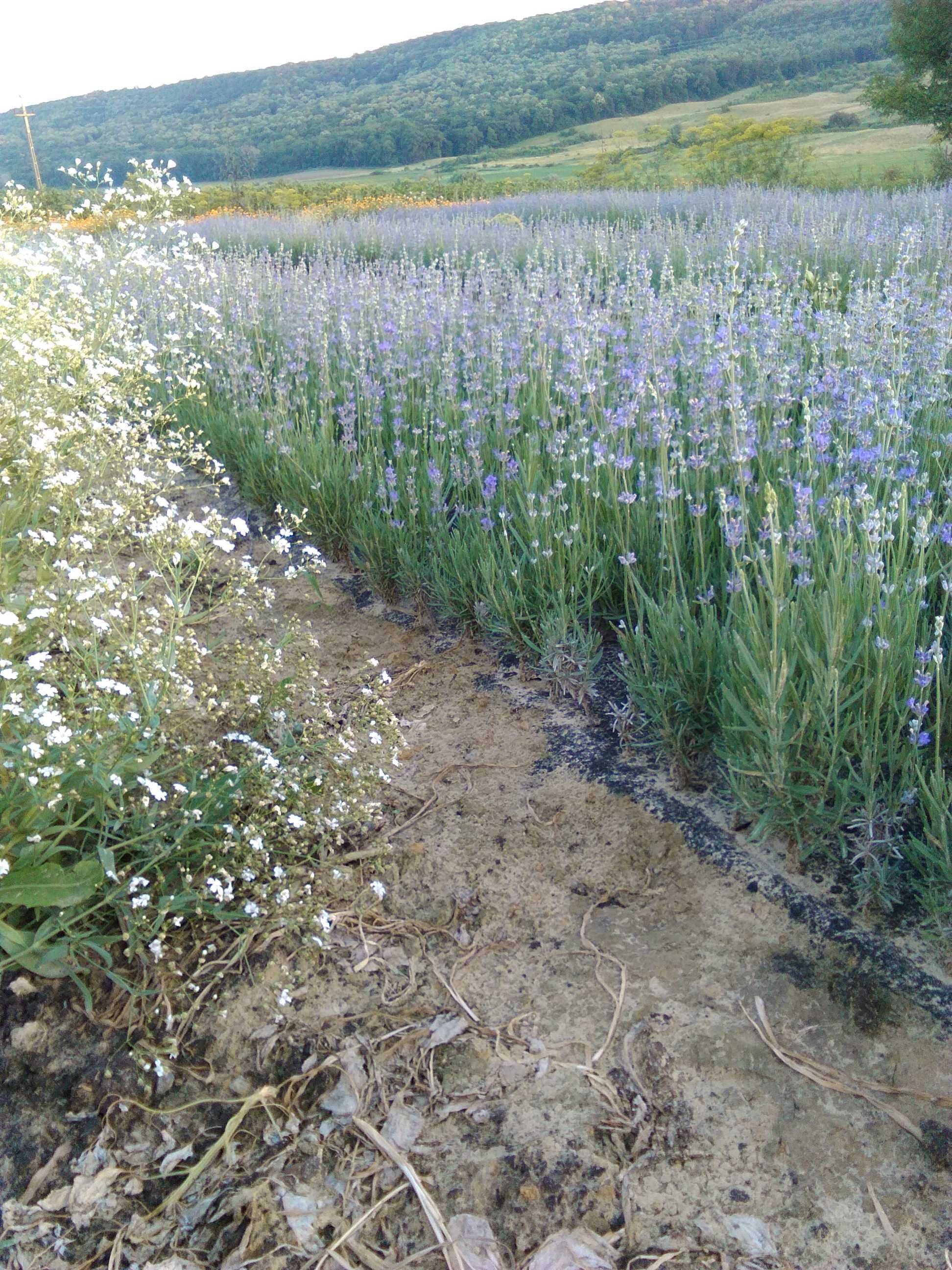 Butasi de lavanda