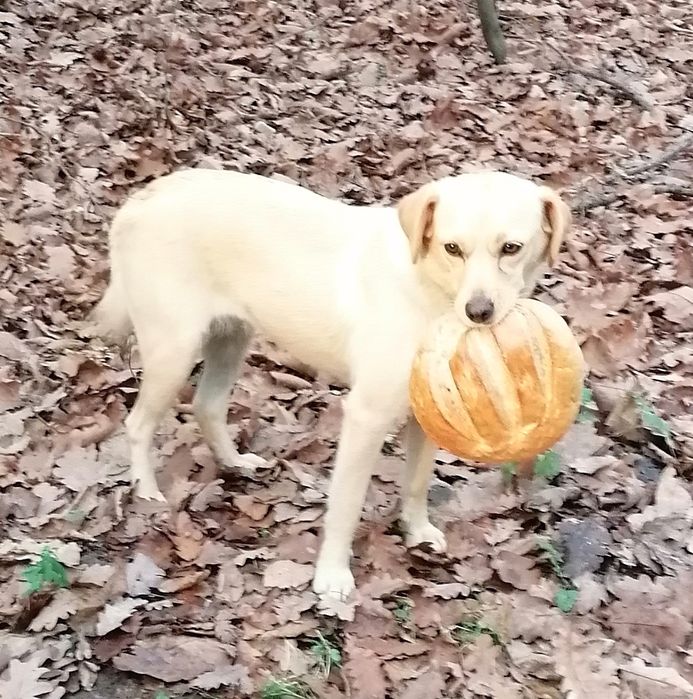 Donez cățelușă iubitoare