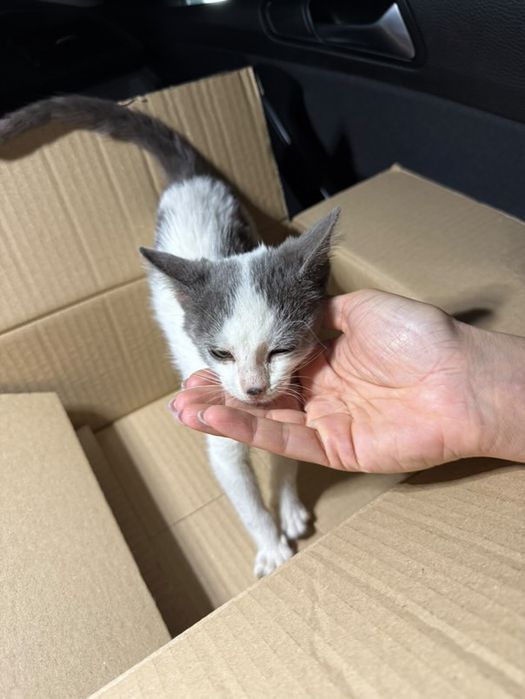 Малко мъжко коте търси дом или приемна грижа