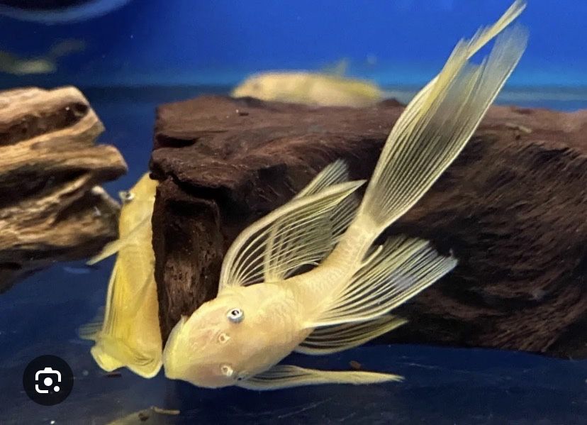 Номерные сомы l397, l333, l181, l144, l471.