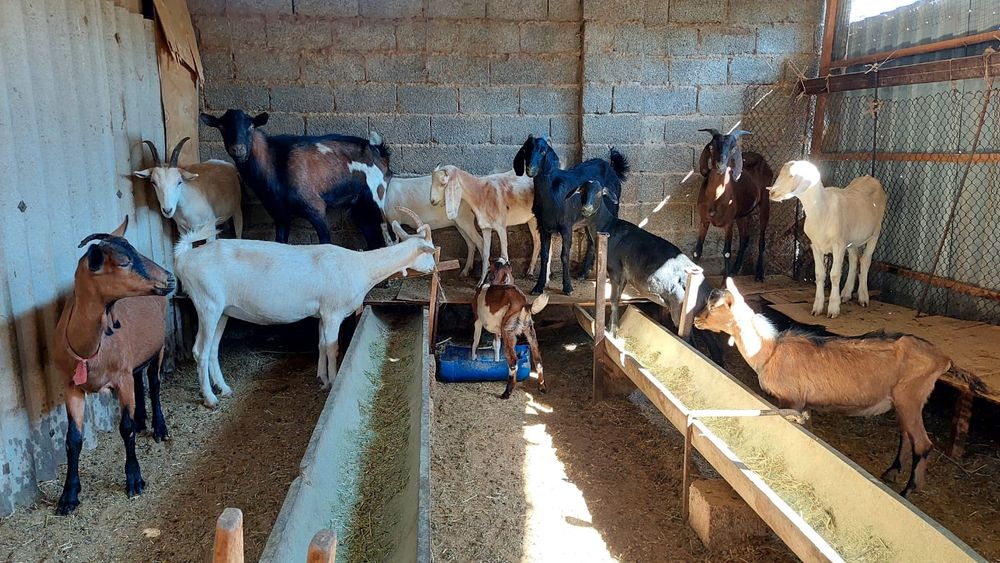 Таза занен альпи нуби сүтті шыбыштар ешкы ешкі коза козы