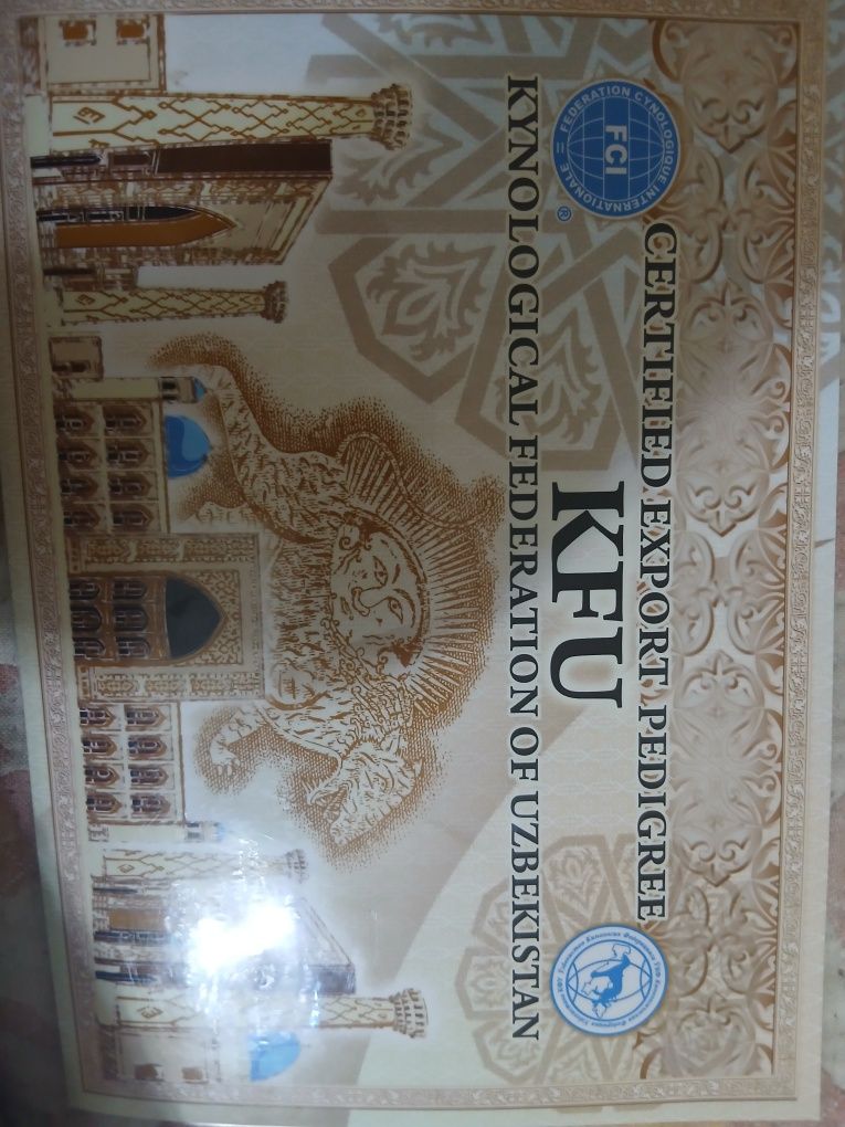 Продаются щенки бигля