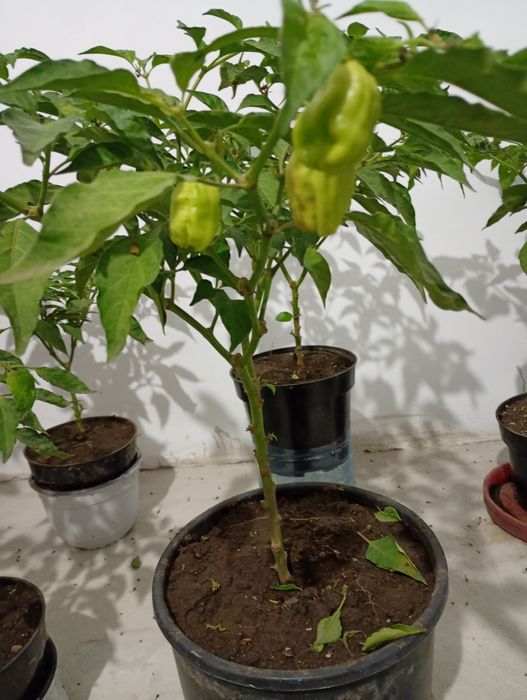 Vând copaci de Habanero cu rod, ardei foarte iutee iute,