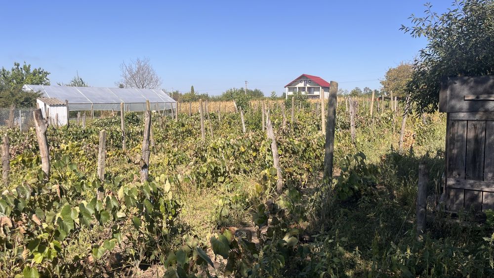 Gradina cu vie 11190mp, Belcesti - Satu nou, jud.Iasi