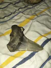 Fosila Dinte de rechin 5 milioane de ani