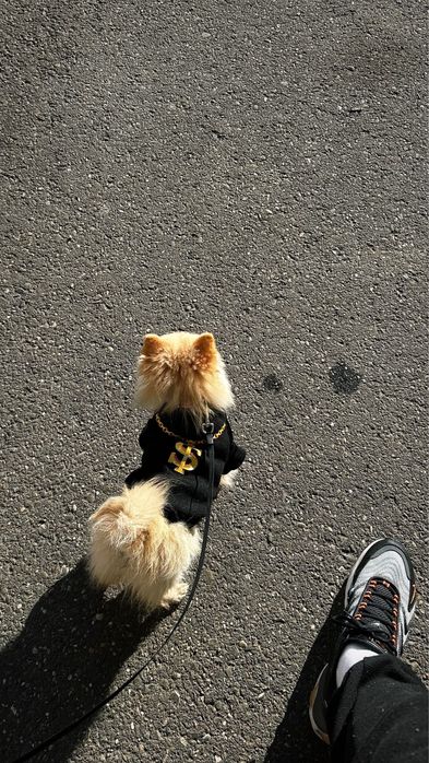 fetiță Pomeranian cu pedigree.