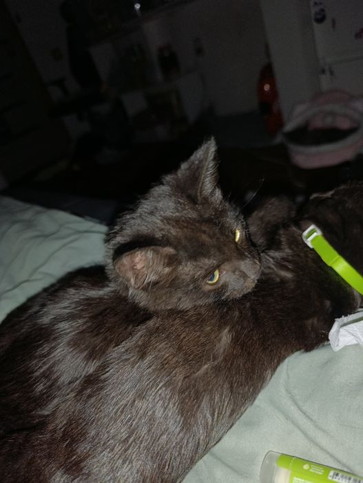 Мальчик 4 месяца котёнок