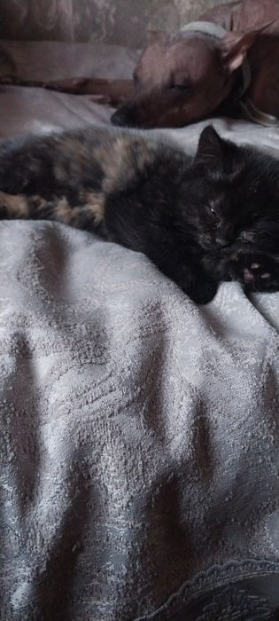 Маленькая,плюшевая кошечка.