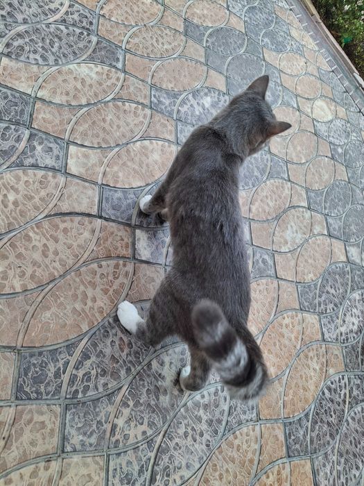 Кошка домашняя, серая