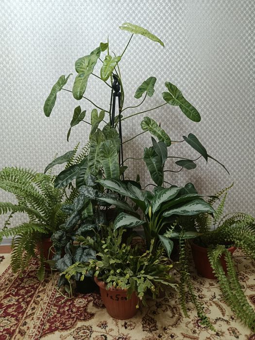 Продам комнатные растения