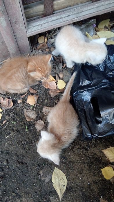 Заберите котят пожалуйста