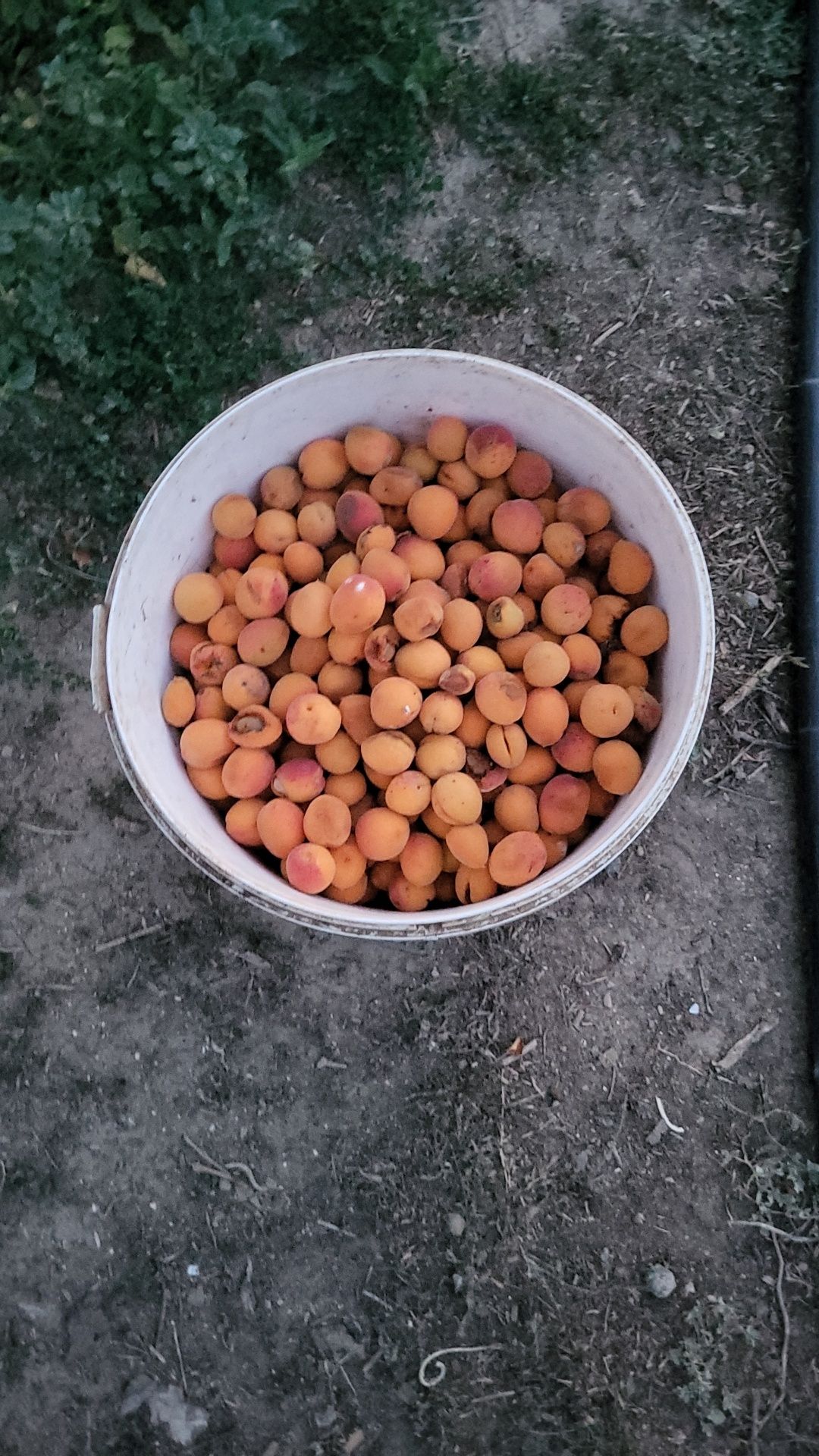 Продаю абрикос с дачи, свежий