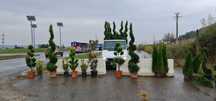 Tuia ornamentală