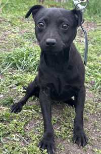 Родословен Патърдейл териер - Patterdale Terrier