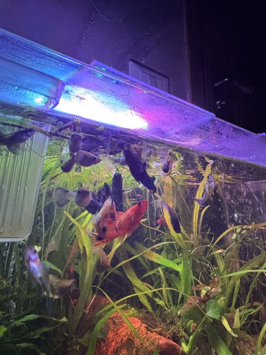 vand femele guppy mix si plante de suprafata acvariu