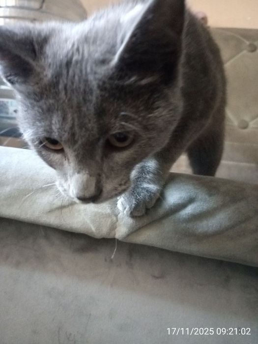 Mushuk sotiladi . Russiyan Bule