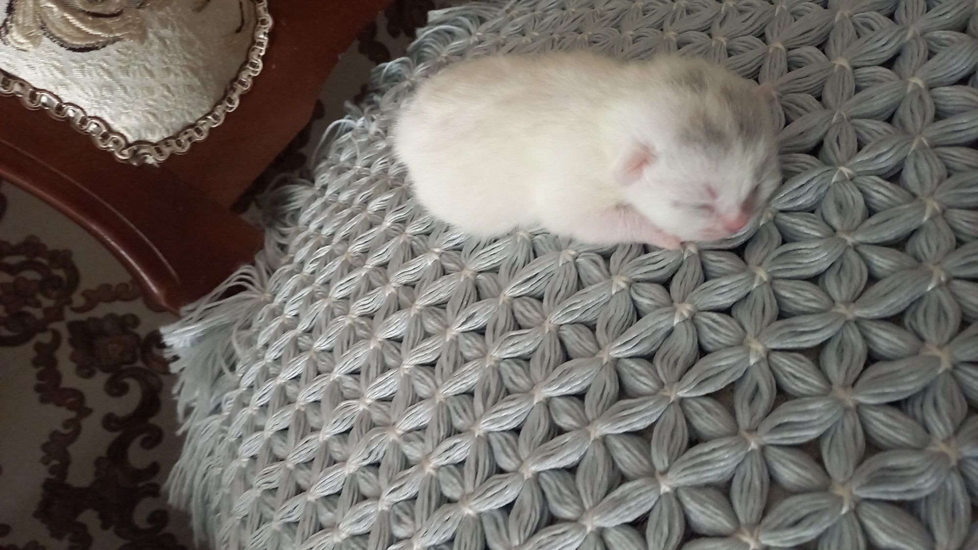Mishuklar sotiladi zotli