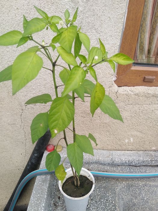 Лечебна КАЛИЗИЯ, Люти чушки дръвче в съксия, Каланхое, Семен