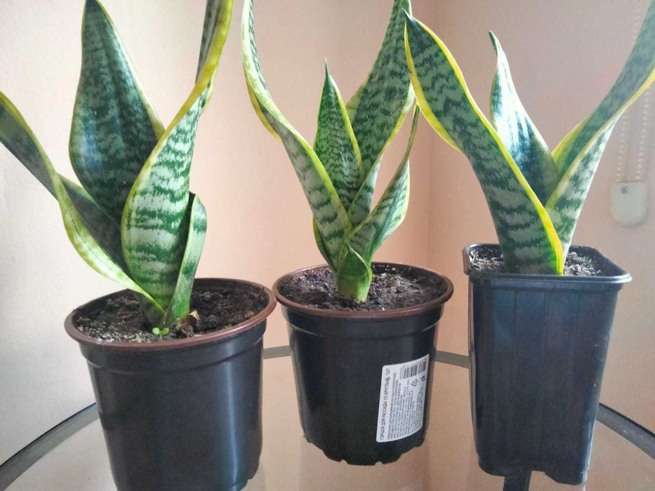 сансевиерия комнатное растение