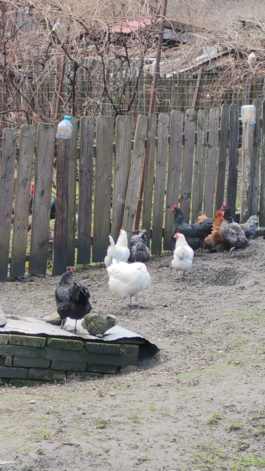 Ouă pt. incubat australorp