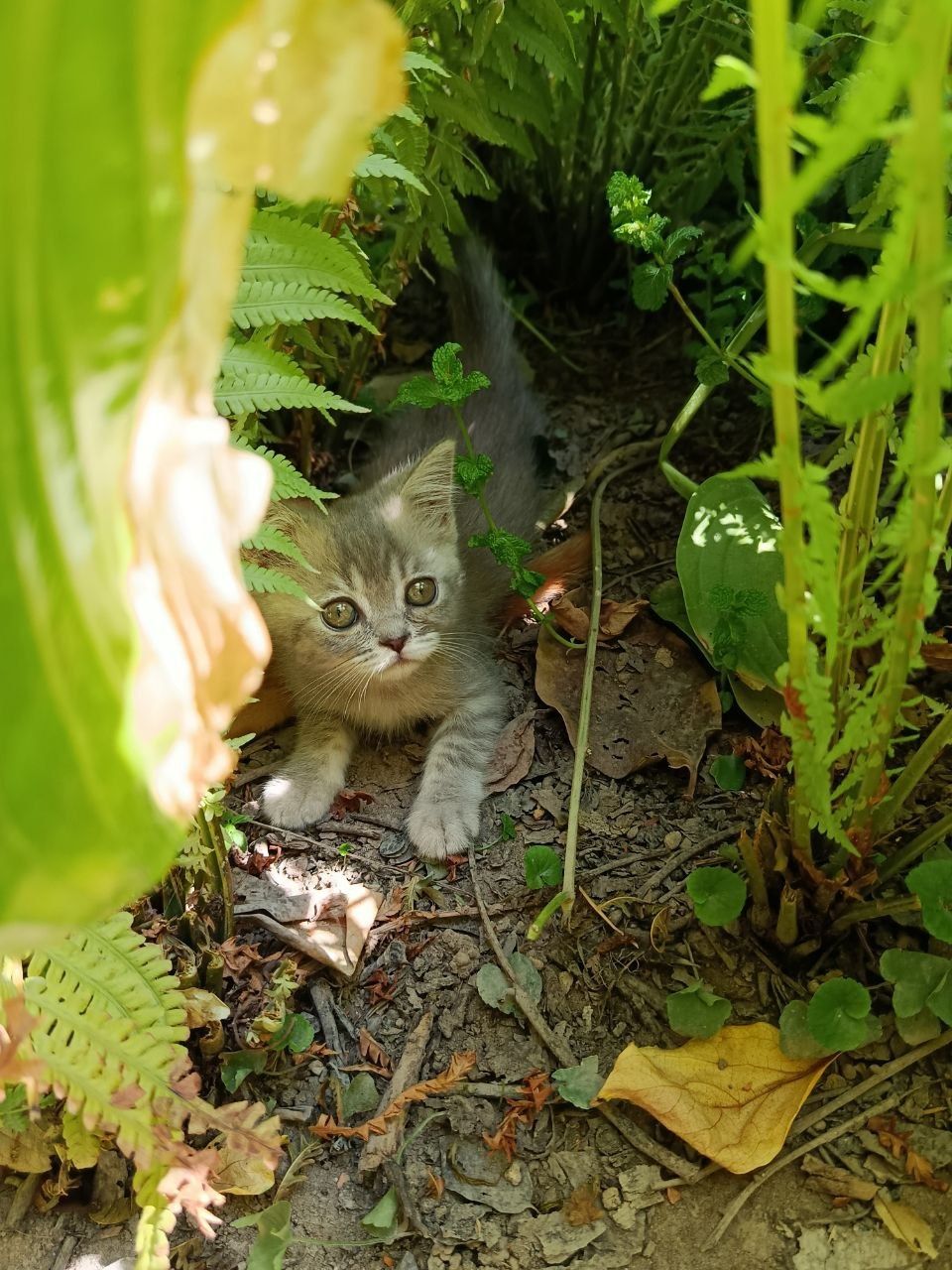 Котята супер класса!!!