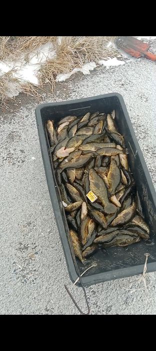 Продам рыбу-ротан